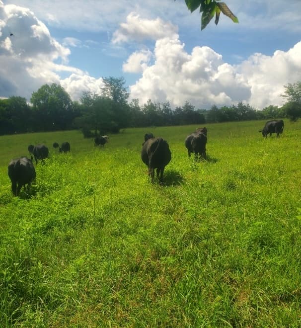 COWS AND COW CALF PAIRS